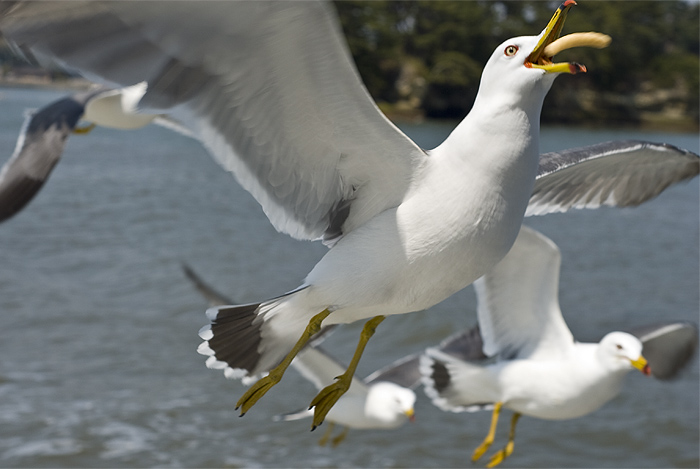 matsushima seagull snacking on the wing